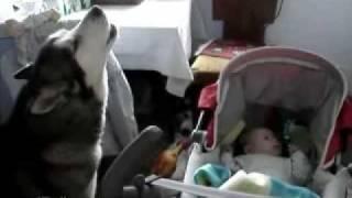 Siberian Husky Sings To Soothe Crying Baby