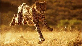 This is Why You Can't Outrun a Cheetah