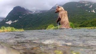 GoPro: Grizzly Eats My GoPro