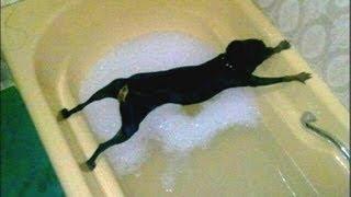 Funny dog bathing compilation