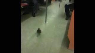 Pigeon in the Subway Train