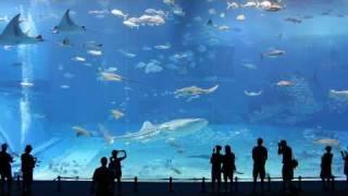Kuroshio Sea - 2nd largest aquarium tank in the world