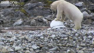 Polar Bears and Spy Cameras