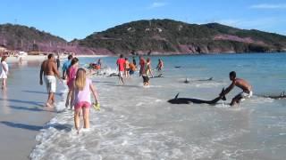 30 Dolphins stranding and incredibly saved