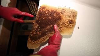 Removing and saving 50,000 bees from inside my walls