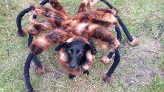 Mutant Giant Spider Dog