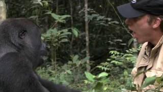 Gorilla Reunion: Damian Aspinall's Extraordinary Gorilla Encounter on Gorilla School