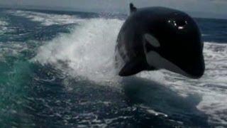 Orcas chase speeding boat