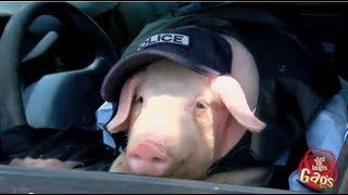 Pig Police - funny aniamals