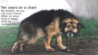 Ten Years Chained: A Dog's Happy Ending Rescue Story