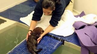 Welcome Otter pup