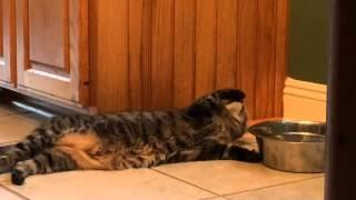 Lazy Cat Doesn't Get Up to Drink Water