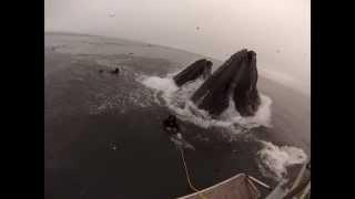 Whales almost eat two divers
