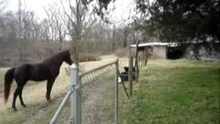 Horse and dog play together