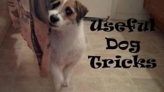 Useful Dog Tricks performed by Jesse