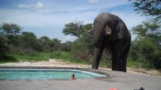 Elephant invites himself to the party by the pool