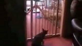 Funny cat jump
