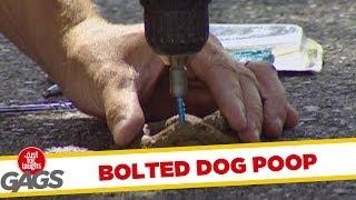 Bolted dog poop - funny prank