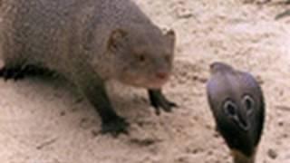 Cobra vs. Mongoose