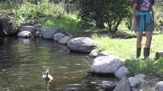 Neglected Ducks Get Their First Swim