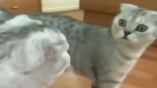 Cat Looks In a Mirror