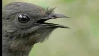Amazing! Bird sounds from the lyre bird