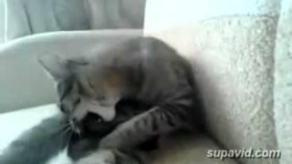 Cat goes crazy and kicks itself