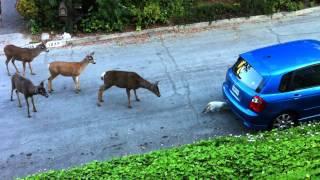 Cat vs. Deer