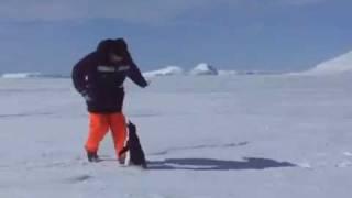 Penguin attack