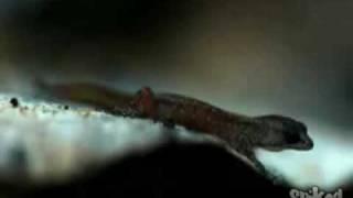 The unsinkable pygmy gecko