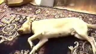 Bruno Plays Dead - A Smart Dog