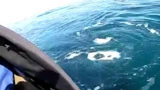 Whale watching from canoe
