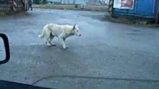 Funny dog dancing