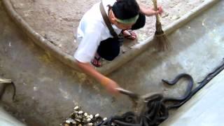 Cleaning the cobra pit