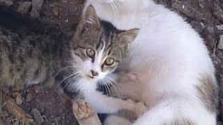 Kitty squeezes mothers stomach